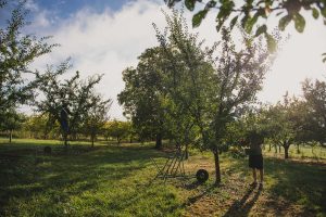 Photo récolte des mirabelles à la main