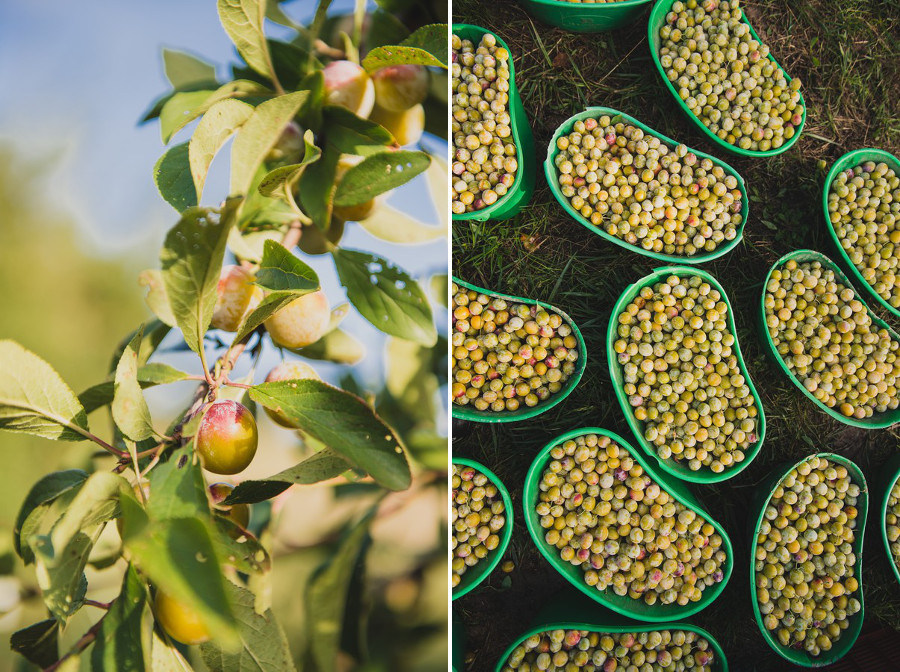 Mirabelles dans les vosges, reportage photo