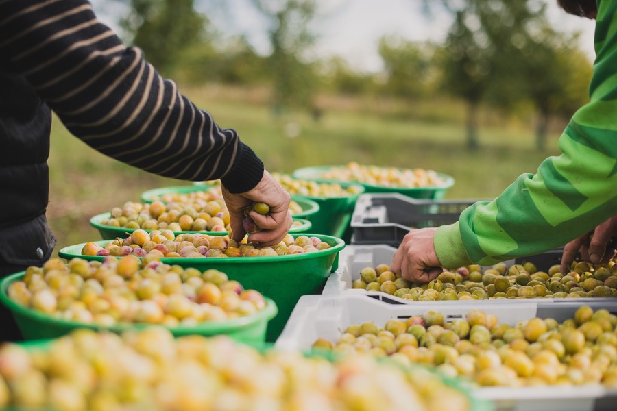 Mirabelles dans les vosges, reportage photo