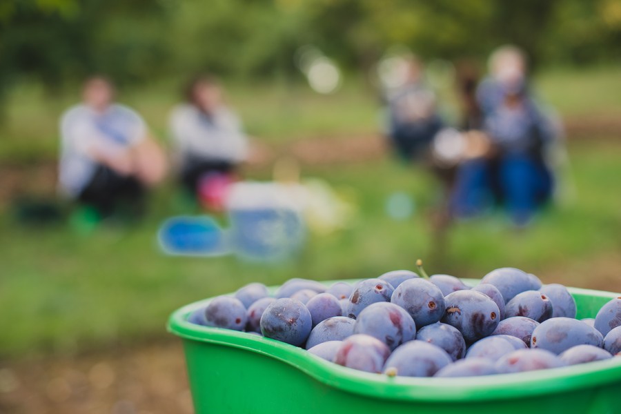 Photographe en agriculture : la récolte des quetsches