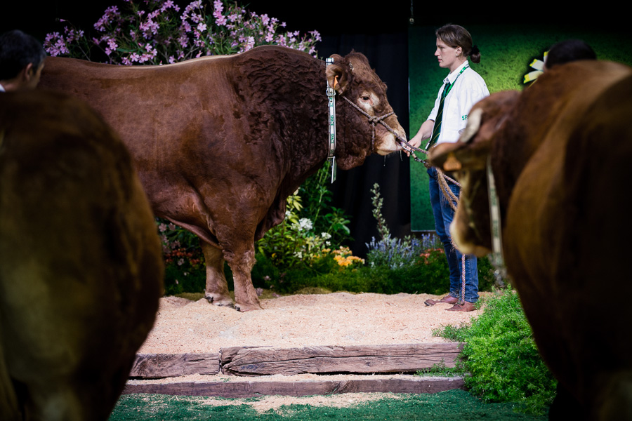 Reportage de concours bovins