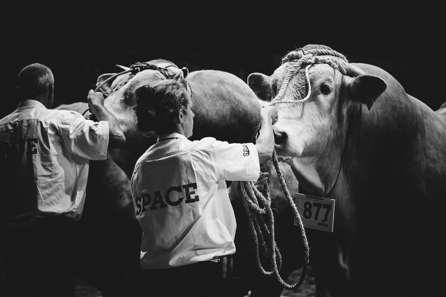 Reportage de concours bovins