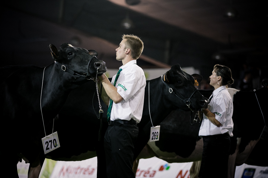 Bovins dans le Ring : Prim'Holstein