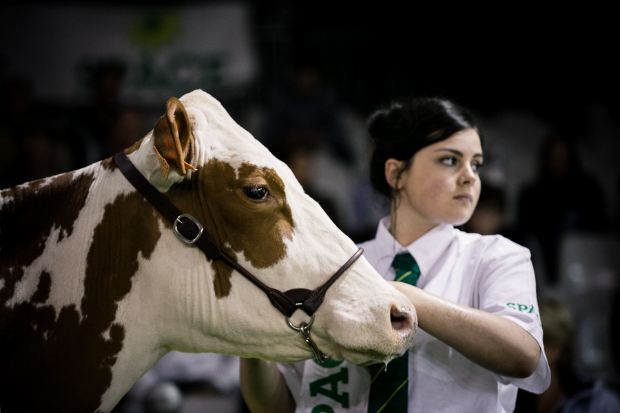 Concours de Vaches Laitières