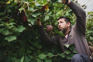 Reportage photo en agriculture : les petits fruits rouges en Auvergne ©Eve Hilaire - Studio des 2 Prairies