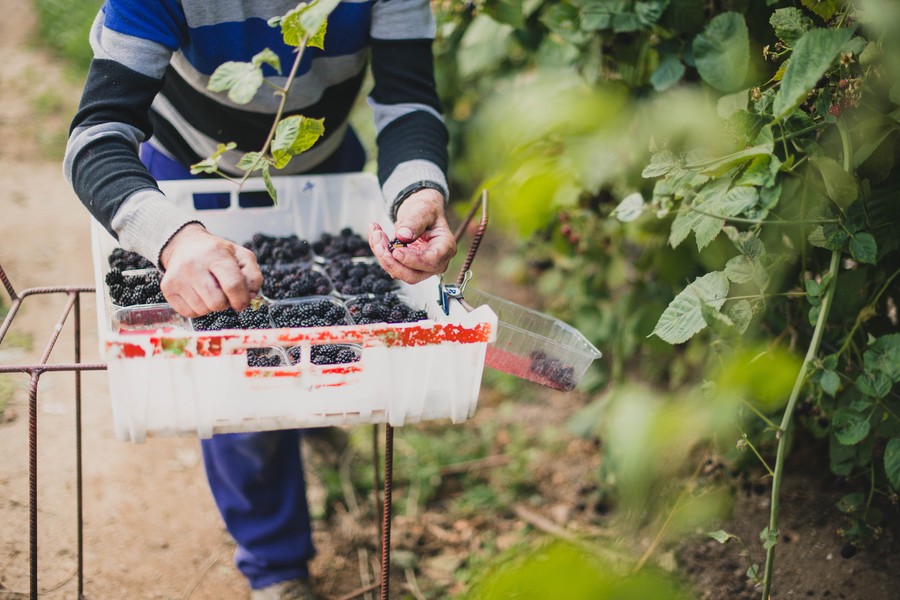 Photo petits fruits rouges en Auvergne