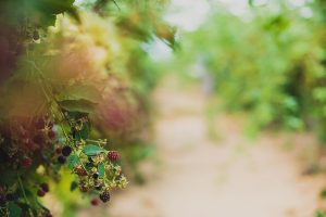 Photo petits fruits rouges en Auvergne