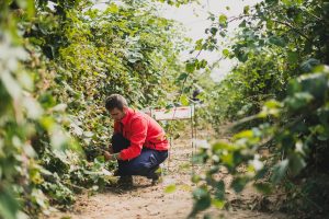 Reportage photo : récolte de fruits rouges en Auvergne ©Eve Hilaire/Studio des 2 Prairies