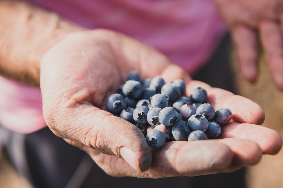 Reportage photo en agriculture : les petits fruits rouges en Auvergne ©Eve Hilaire - Studio des 2 Prairies