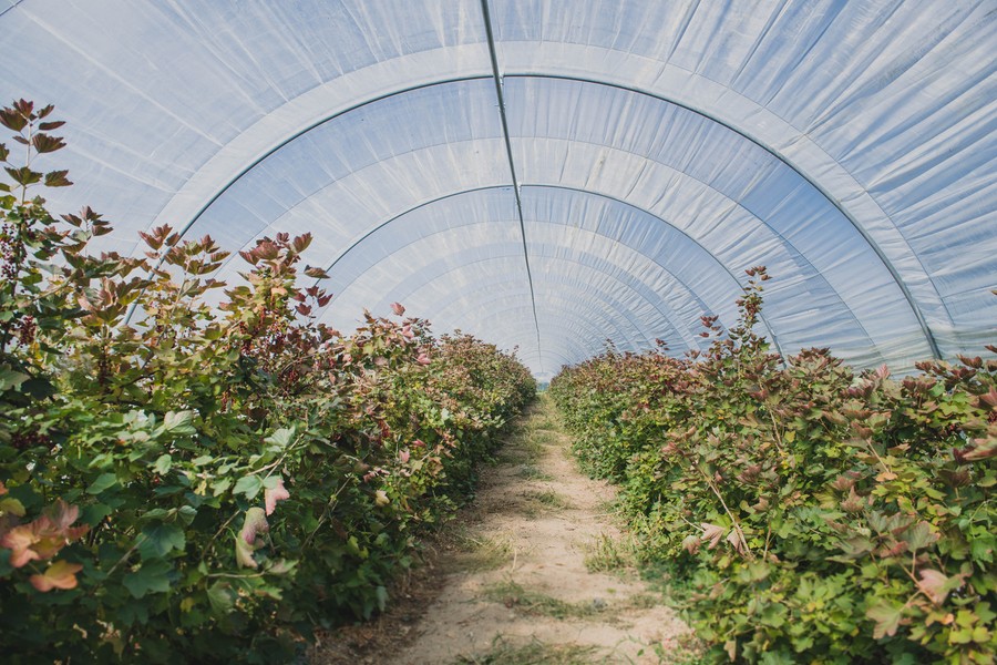 Reportage photo en agriculture : les petits fruits rouges en Auvergne ©Eve Hilaire - Studio des 2 Prairies