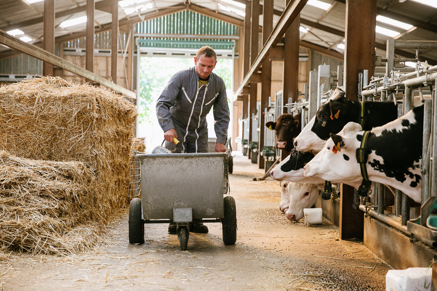 Photographie agriculture : vaches à Epinal