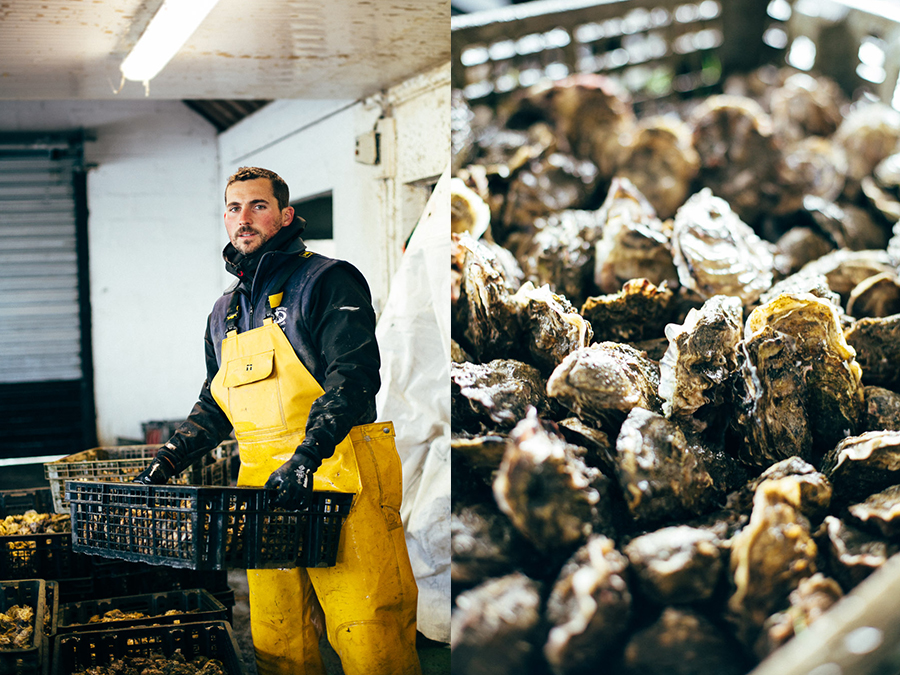 Ostréiculture dans le Golfe du Morbihan