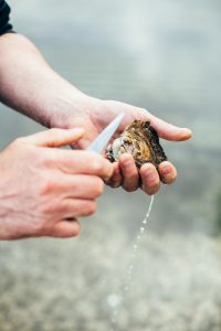 Reportage chez un Ostréiculteur