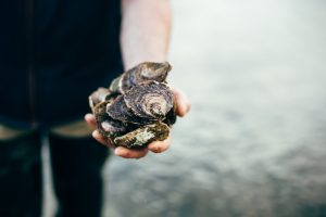 Ostréiculture dans le Golfe du Morbihan