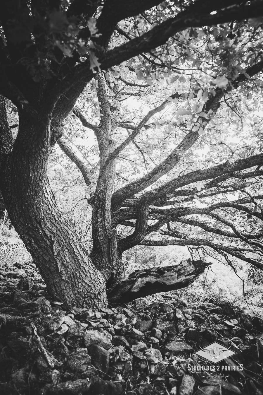 Forêt de Courgoul - images paysages d'Auvergne