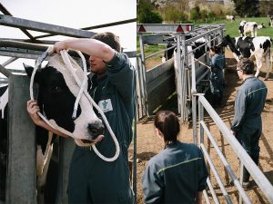 élevage laitier : Holstein