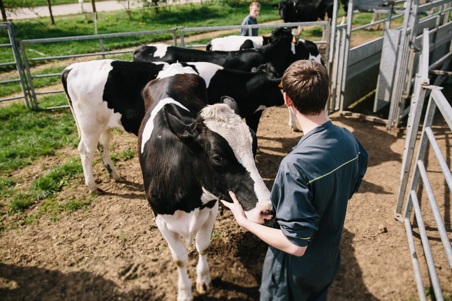 Contention des Holstein