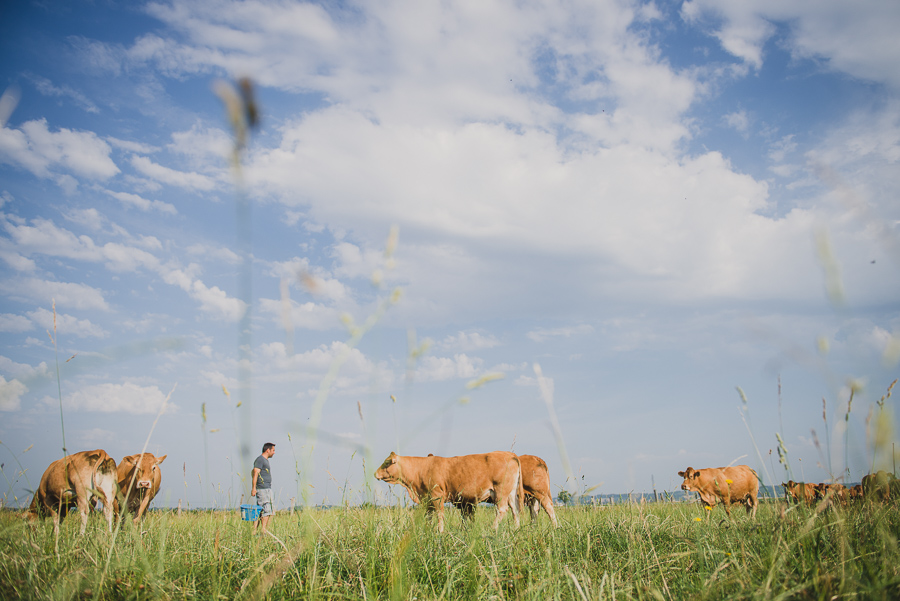 Reportage photo eleveurs : vaches limousines en Isère. ®Studio des 2 Prairies, photo vidéo en agriculture