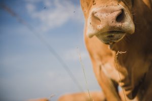 Reportage : vaches limousines en Isère. ®Studio des 2 Prairies, photo vidéo en agriculture