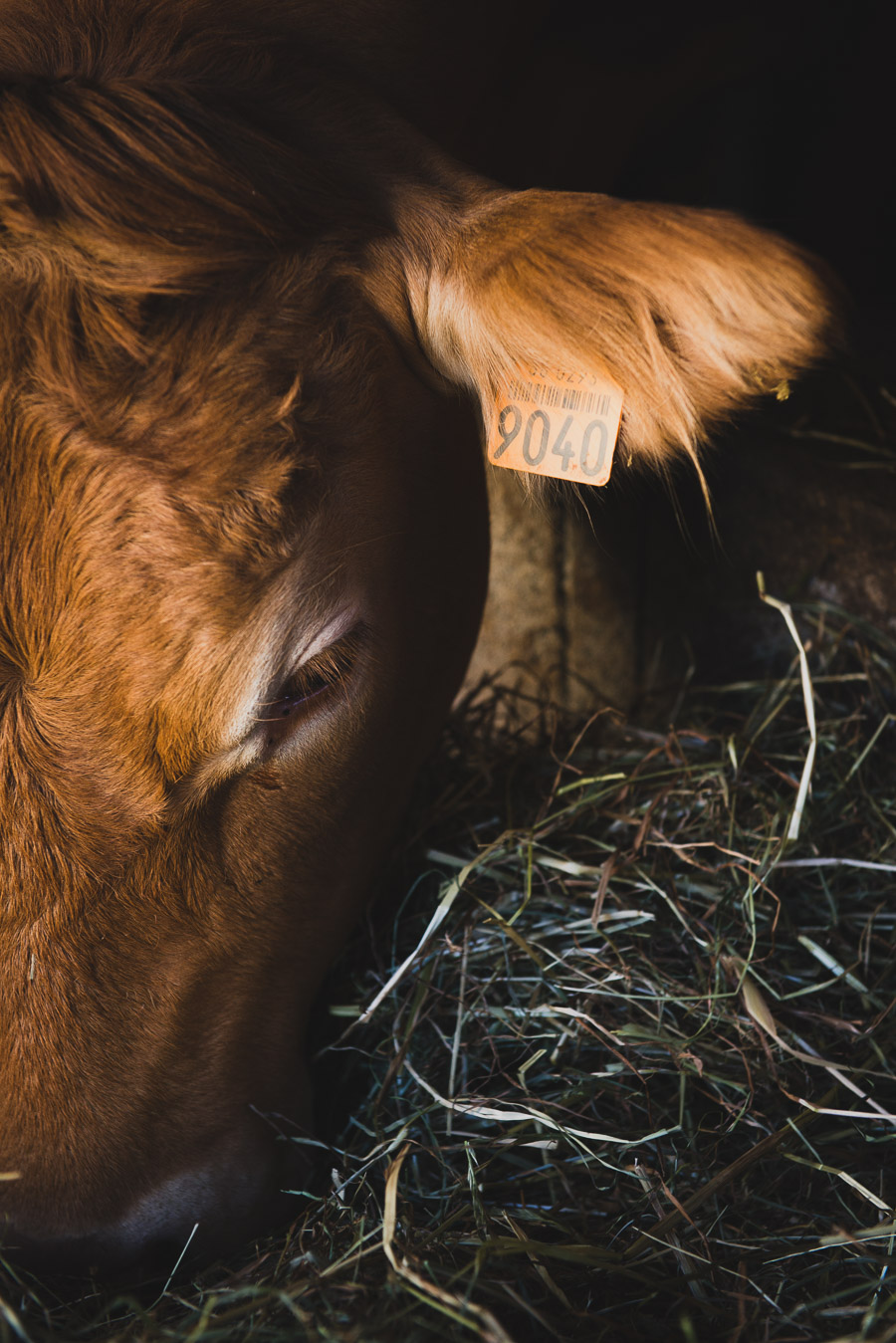 Photographe en agriculture : reportage chez les éleveurs en Isère