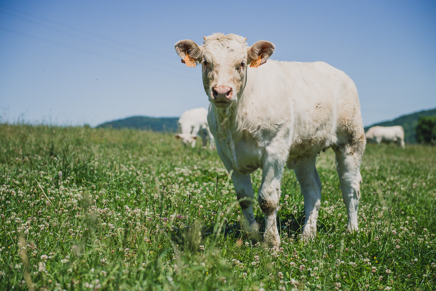 Reportage photo - éleveurs de saveurs iséroises ®EH/Studiodes2Prairies