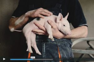 Réalisation vidéo élevage pour la Cooperl. Commande coop de france - ©Eve Hilaire - Studio des 2 Prairies