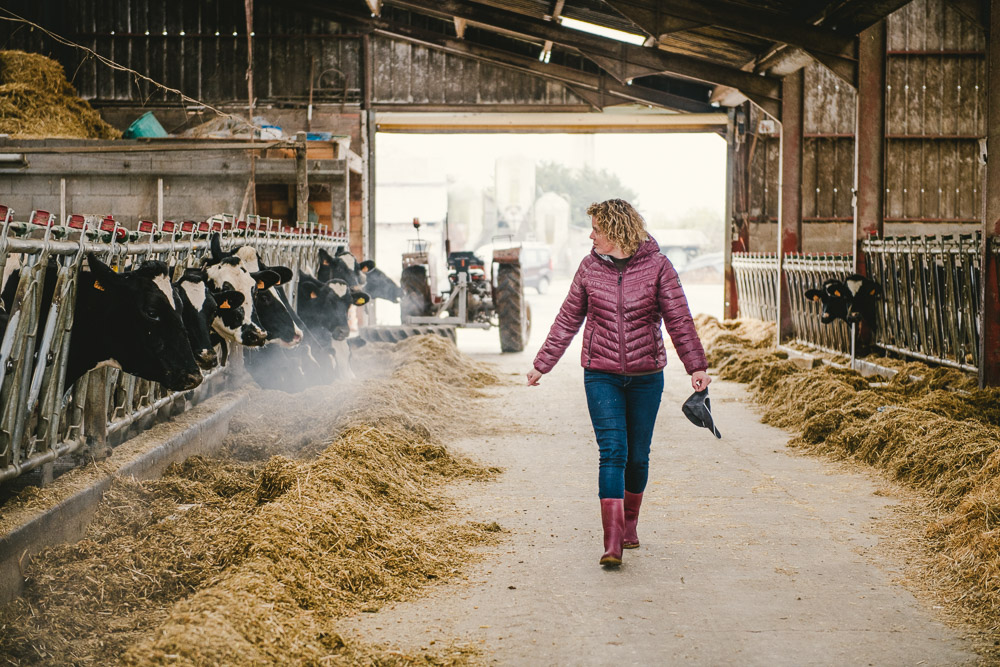 Reportage photo en élevage bovin pour Bresse Bleu