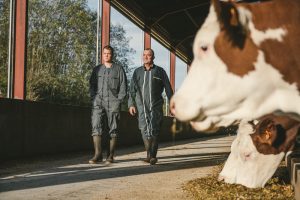 Reportage photo en élevage bovin pour Bresse Bleu