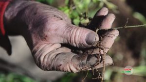 Réalisation vidéo agricole pédagogique : innov'action, les couverts végétaux