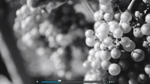 Réalisation de vidéo en agriculture pour le Domaine Jean-Charles Girard Madoux en Savoie