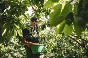 Photographe agriculture : les cerises de Sicoly - ©Studio des 2 Prairies