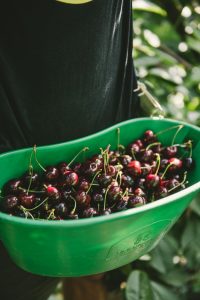 Photographe agriculture : les cerises de Sicoly - ©Studio des 2 Prairies