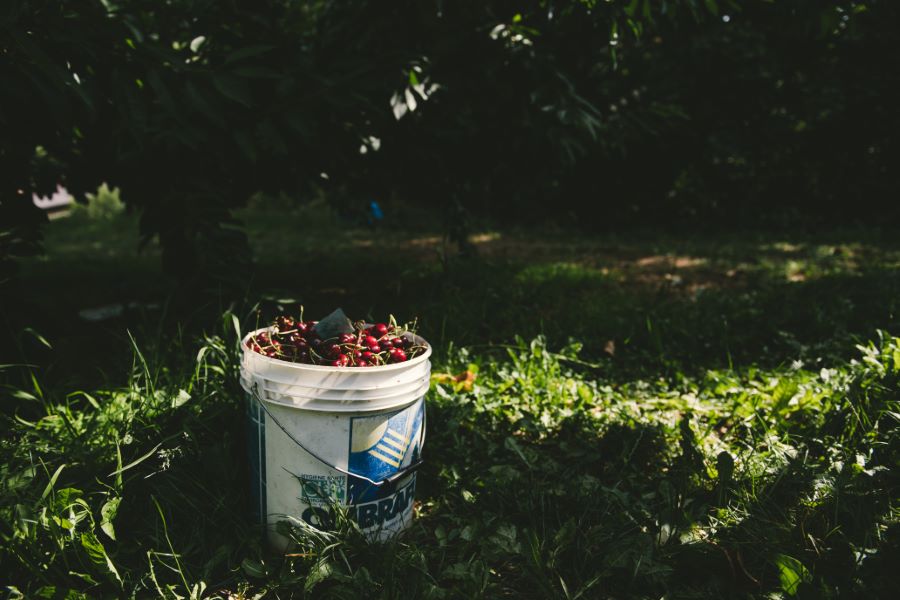 Photographie agricole : la récolte des cerises - ©Studio des 2 Prairies