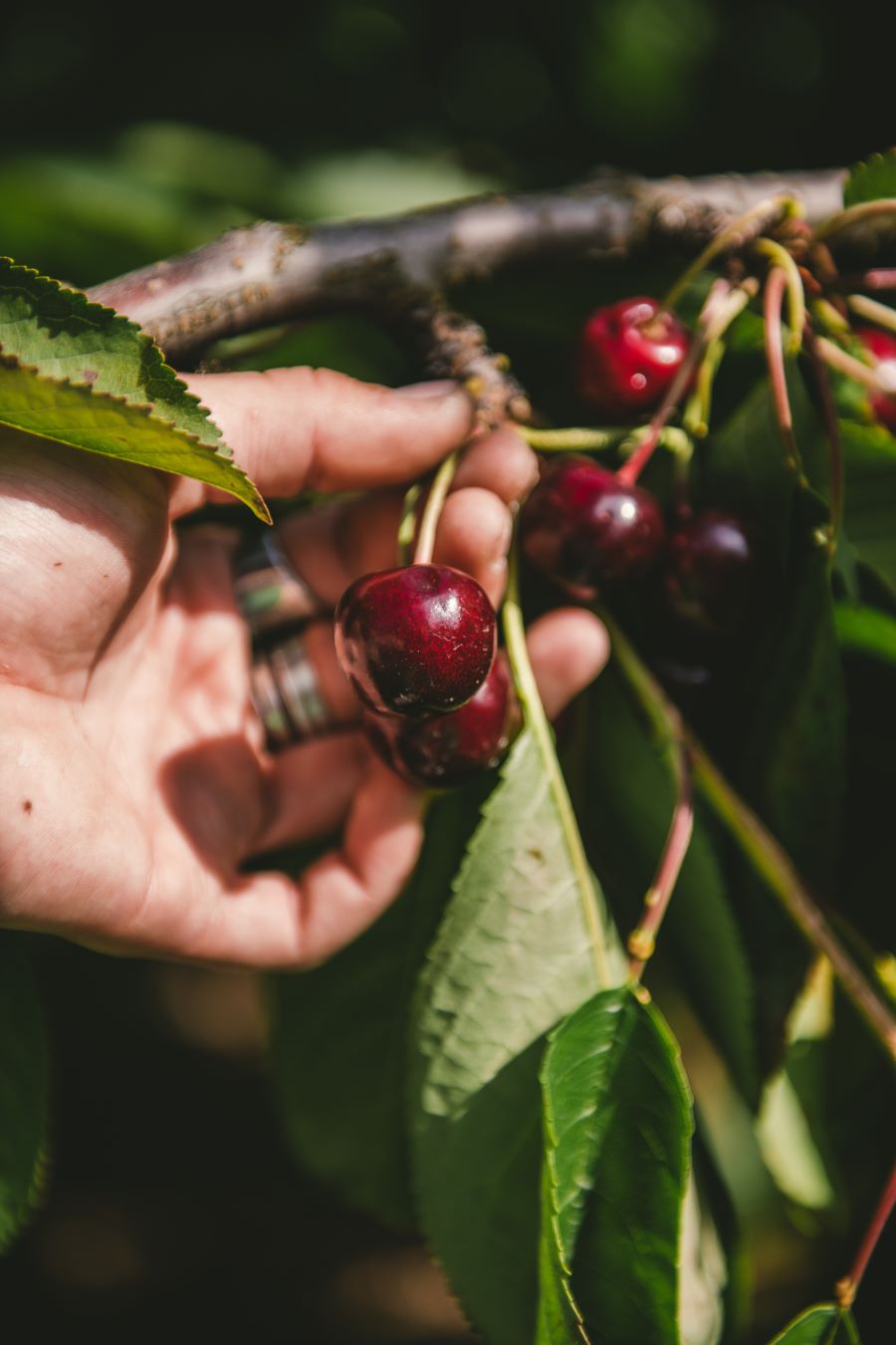 Photographe agriculture : les cerises de Sicoly - ©Studio des 2 Prairies