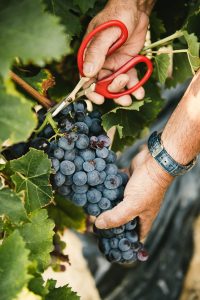 Reportage photo agriculture raisin du Ventoux ©Studio des 2 Prairies