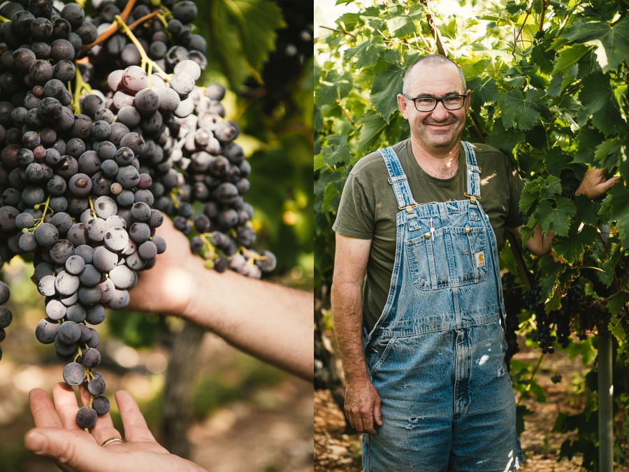 Reportage photo vrai agriculteur, raisin du Ventoux - ©Studio des 2 Prairies