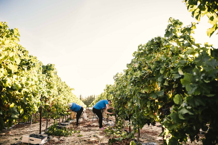 Portrait photo vraie agricultrice viticulture ©Studio des 2 Prairies