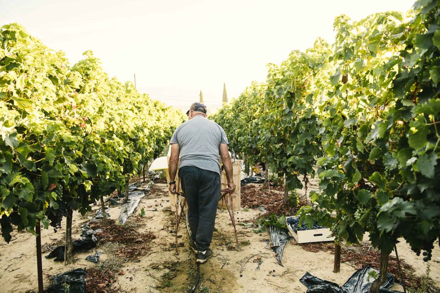 Portrait photo vraie agriculteur - reportage raisin du Ventoux ©Studio des 2 Prairies