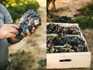 Reportage photographe agriculture - raisin muscat du Ventoux ©Studio des 2 Prairies