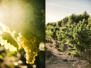 Photographe paysage agricole France ©Studio des 2 Prairies