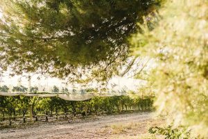 Reportage photographe agriculture - raisin chasselas ©Studio des 2 Prairies