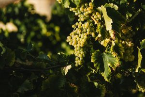 Reportage photographe agriculture - raisin chasselas ©Studio des 2 Prairies