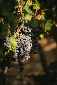 Reportage photo agriculture raisin du Ventoux ©Sutio des 2 Prairies