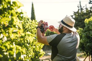 Portrait photo vraie agriculteur - reportage raisin du Ventoux ©Studio des 2 Prairies