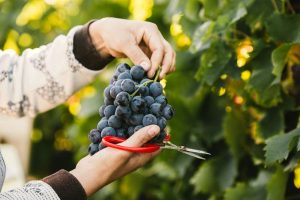 Reportage photographe agriculture - raisin muscat du Ventoux ©Studio des 2 Prairies