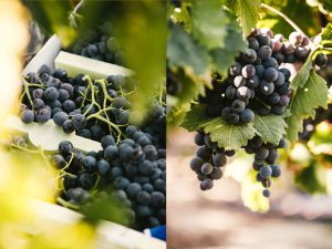 Reportage photo agriculture raisin du Ventoux ©Sutio des 2 Prairies