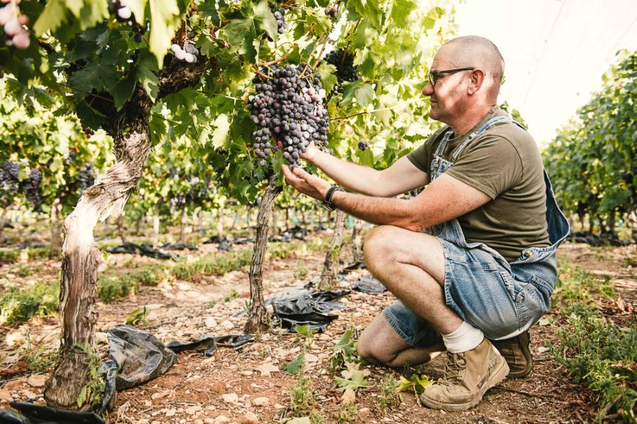 Reportage photo vrai agriculteur, raisin du Ventoux - ©Studio des 2 Prairies