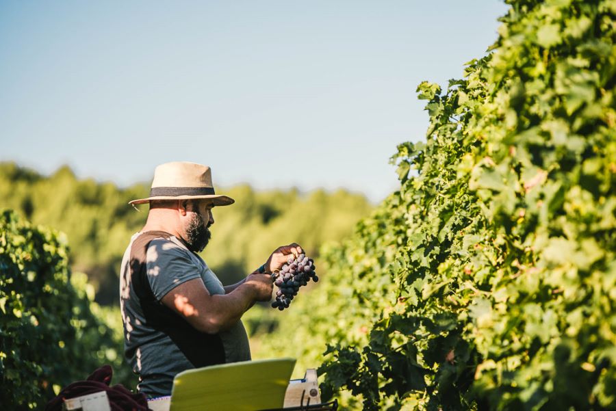 Portrait photo vraie agriculteur - reportage raisin du Ventoux ©Studio des 2 Prairies