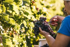 Reportage photo agriculture raisin du Ventoux ©Sutio des 2 Prairies