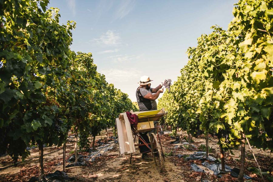 Reportage photographique vrai agriculteur, raisin du Ventoux - ©Studio des 2 Prairies